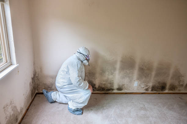 Why You Should Choose Our Mold Remediation Services in Boulder City, NV